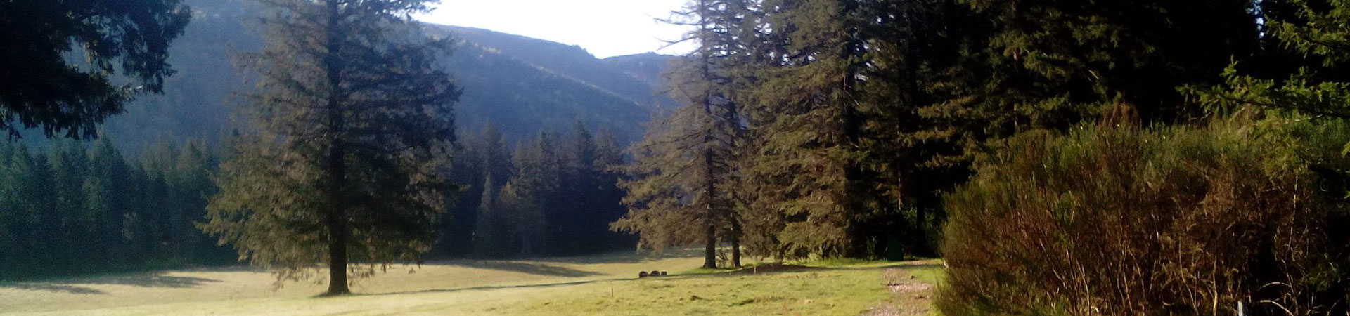  Image Description: Sun shining on an open hillside surrounded by evergreen trees.  